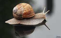 snail mail